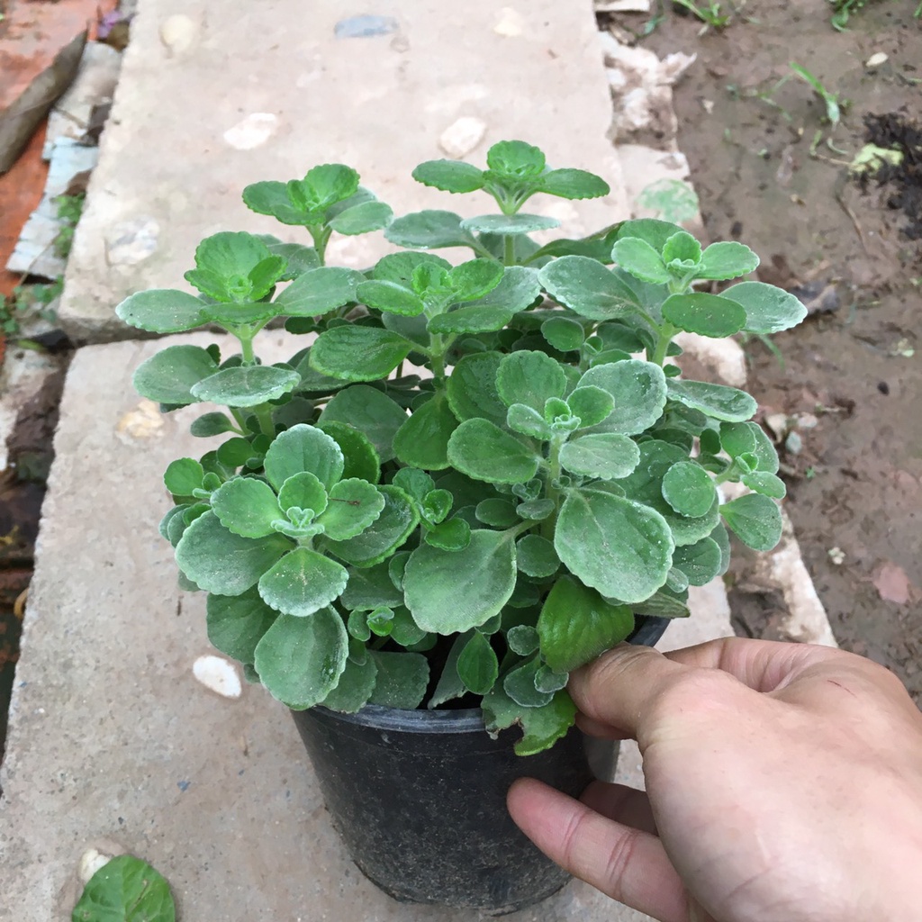 Cây Sen Thơm  Toả Hương Thơm Dễ Chịu