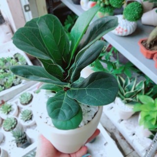 Bàng Singapo mini để bàn (bao gồm chậu )