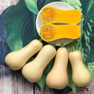 [Hạt giống Mỹ] Gói 5 hạt Giống Bí Bơ Dẻo Waldo Mỹ - nảy mầm 95%