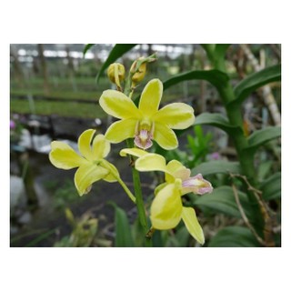 Dendro đột biến lá biên hoa chớp rất đẹp - Hàng hiếm, cây tơ sắp hoa cho khách sưu tầm