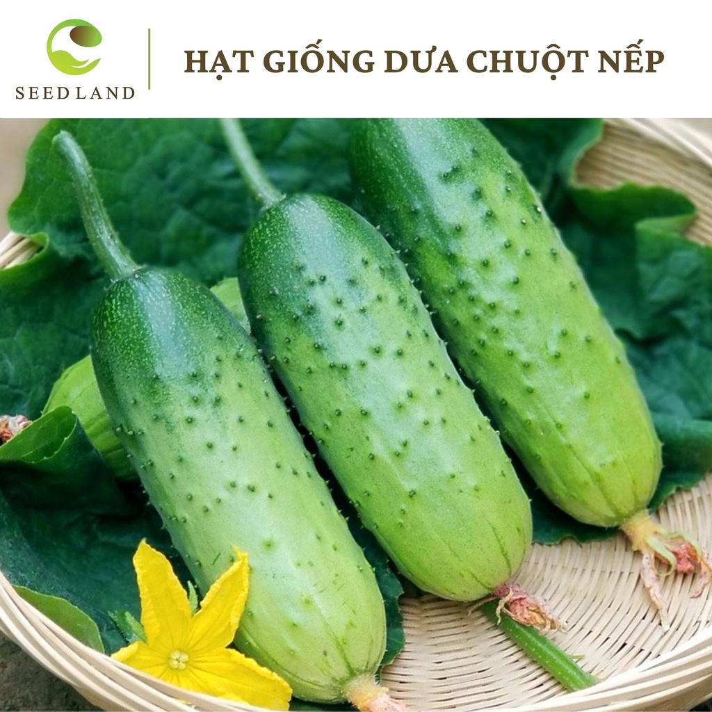 Hạt giống dưa chuột nếp cao sản - 15 hạt, quả thơm giòn giọt, đặc ruột Seed Land