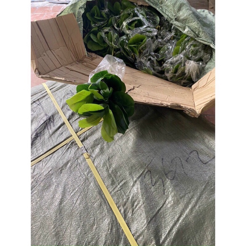 Cây Bàng Singapore 3 Nhánh 27 Lá, Cao 70cm, Decor Trí Nhà Cửa - Cây Giả.