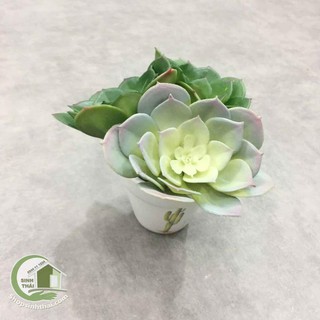 [ Loại lớn ] Hoa sen đá giả - cây sen đá hoa hồng bằng nhựa dẻo