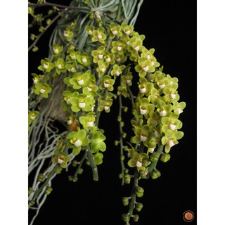 4 cành (có 4 -5mắt trở lên)Lan Căn diệp còn gọi là Đại diệp 4 cành đủ màu