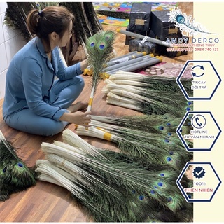 Lông công dài từ 25 đến 120cm loại ĐẸP nguyên vẹn, tự nhiên 100% phong thủy tài lộc