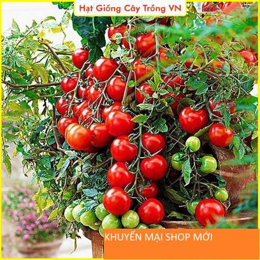 Hạt giống Cà Chua Bi Đỏ Lùn Dễ Trồng, Trái Sai, Chịu Nhiệt Tốt khuyến mại shop mới