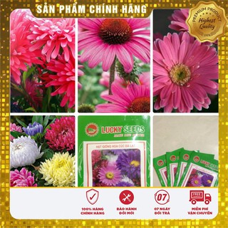 Hạt Giống Cúc Đà Lạt 50 hạt