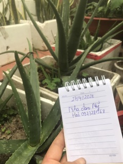 Nha đam Mỹ ( cây mẹ)