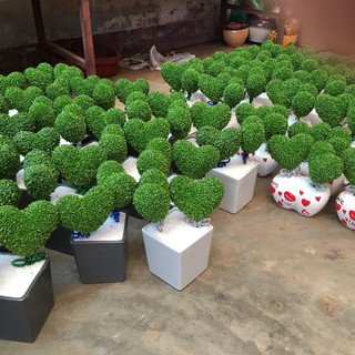 Hạt Giống Cỏ May Mắn