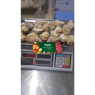Ốc Bulot Pháp size 20 - 30 con/ 1 kg