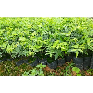 20 Hạt giống cây Sưa Đỏ (Huỳnh Đàn, Trắc Thối, Huê )