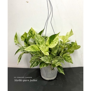 Trầu Bà Xước | Marble Queen Pothos