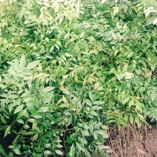 CÂY GIỐNG MẮC MẬT (ảnh thật hình cuối)