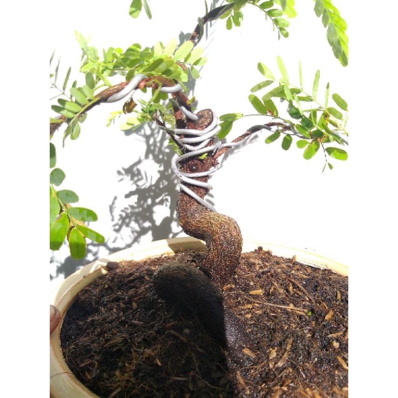 Me Thái Bonsai mini để bàn