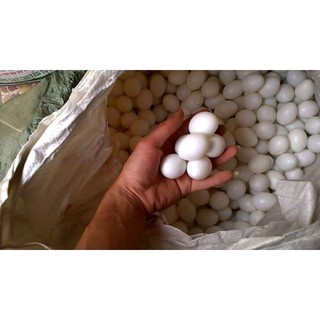 Combo 10Trứng bồ câu giả