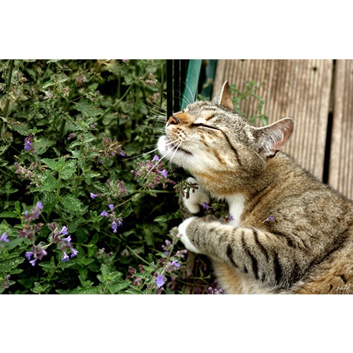 [HÀ NỘI] 1 tép Catnip 1,2g cho mèo ngửi để phê pha mang đến cảm giác chúa tể muôn loài
