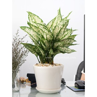 Cây Ngọc Ngân Để Bàn