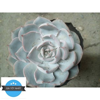 Hạt giống Sen đá ngọc bích