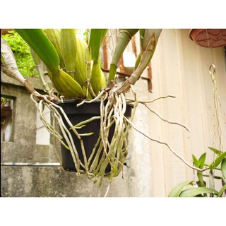PHÂN BÓN LÁ VITAMIN B1 GROW MORE (Mỹ)