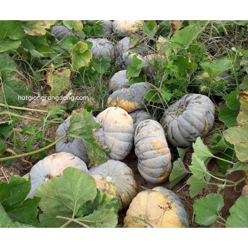 Hạt Giống Bí Tròn Lai F1 555 (1gr)