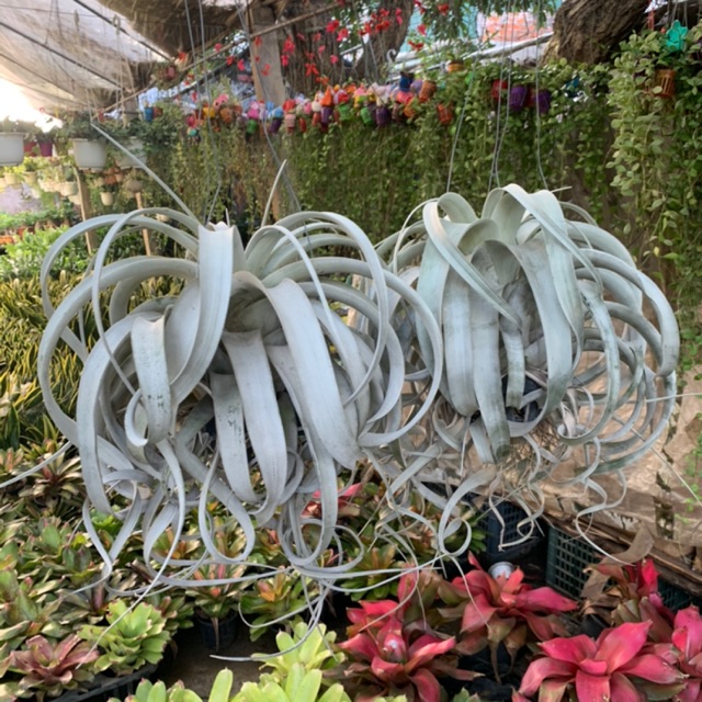 Cây Không Khí Usneoides