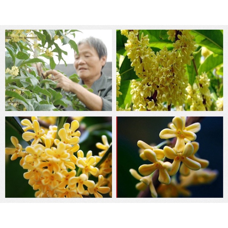 Quế Hoa (Hoa mộc quế) sấy khô thượng hạng để chưng yến, uống trà, làm bánh, nấu chè dưỡng nhan 100gr | Bột Natural