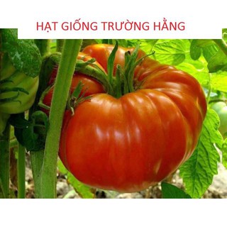 🌟HẠT GIỐNG CÀ CHUA KHỔNG LỒ MÚI QUẠT F1🌟 ĐẢM BẢO NẢY MẦM