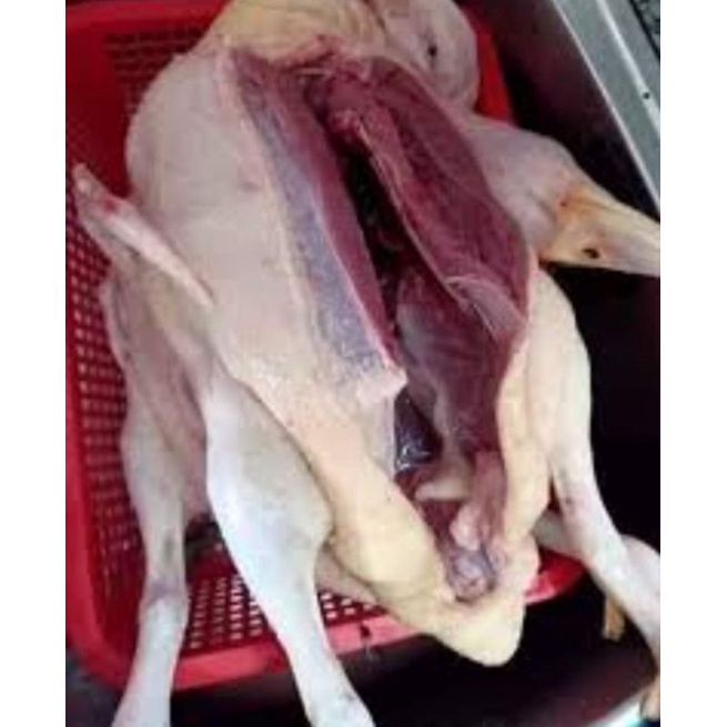 Vịt đồng nhà nuôi 1 con