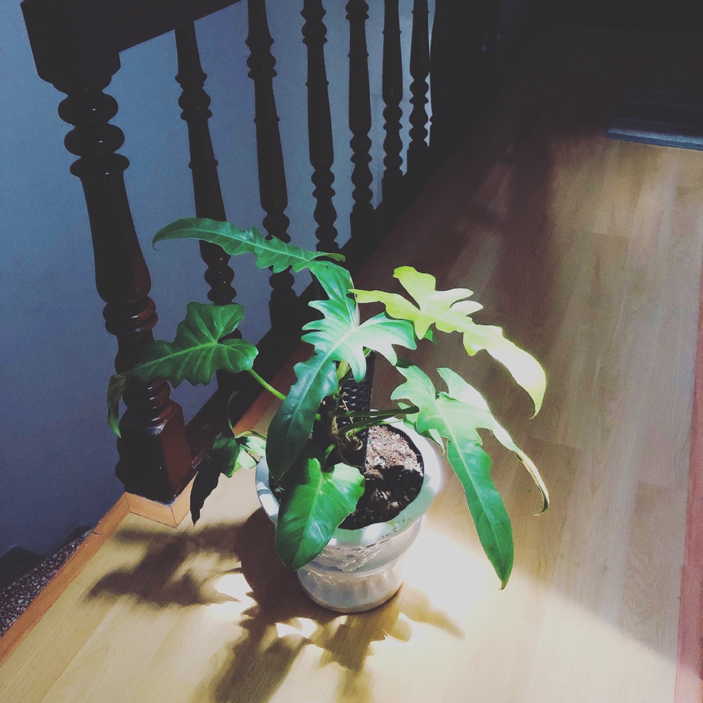 Phân tan chậm thông minh 150g Rynan 220 NPK 12-12-20 dùng cho các loại hoa cây trồng kiểng lá cây ăn quả