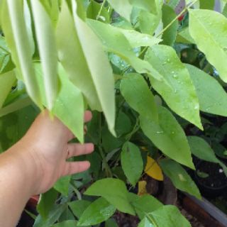 Cây Osaka vàng(muồng hoàng yến) cao 30-40cm