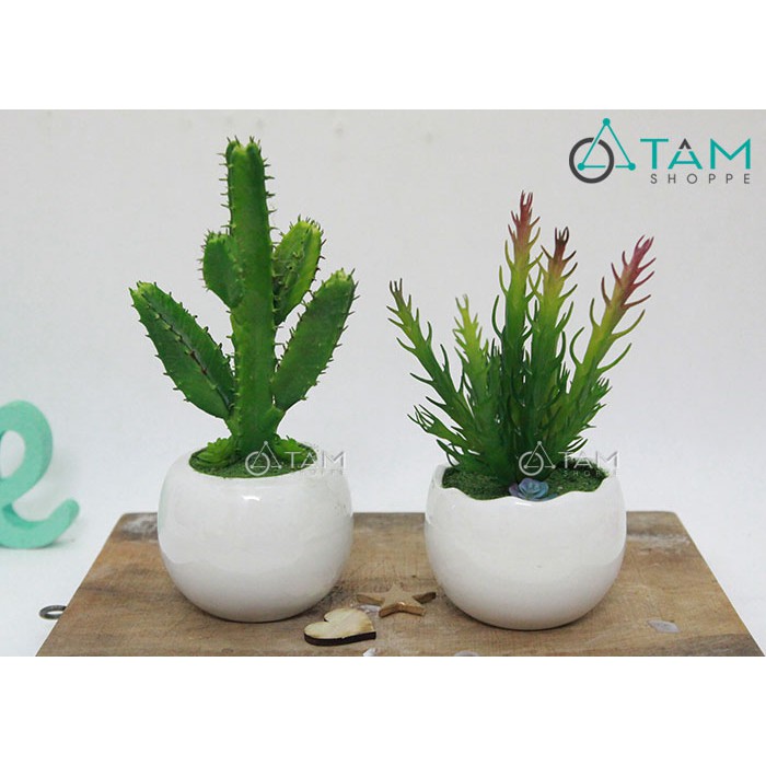 Chậu cây xương rồng TAN