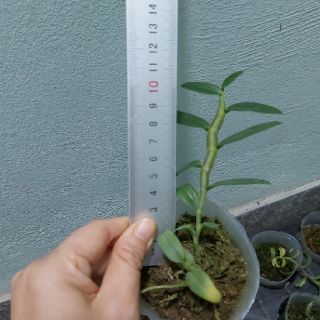 Phi điệp châu như