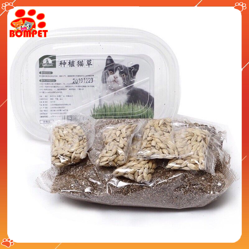 Bộ Kit Trồng Cỏ Mèo Siêu Tiện Lợi - BOMPET