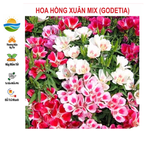 Hạt giống hoa hồng xuân mix 50 hạt