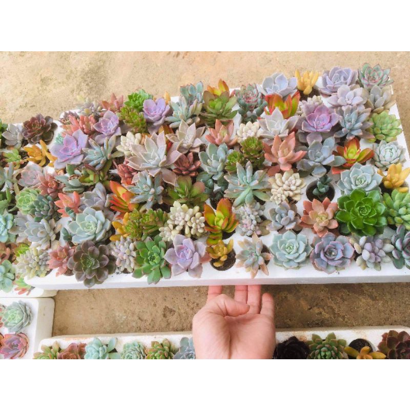 Sen size vỉ, cây khỏe đẹp, lỗi 1 đổi 1