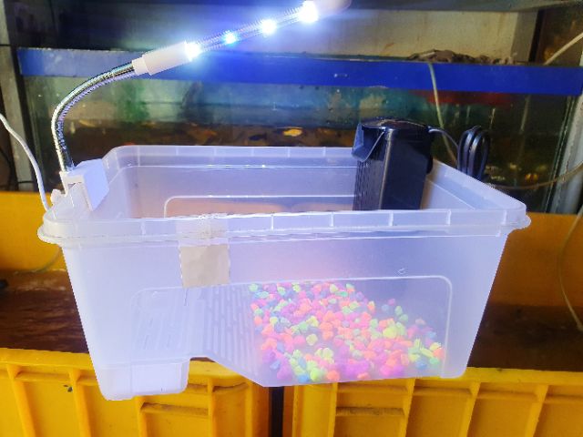 COMBO BỂ RÙA TRANG TRÍ SẴN 32X22X14CM 385K