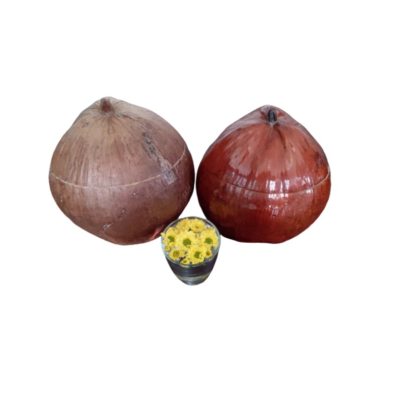 Vỏ Bình Trà Trái Dừa Không Sơn Màu Nguyên Thủy Của Trái Dừa Và Bình Trà 900 - 1000ml