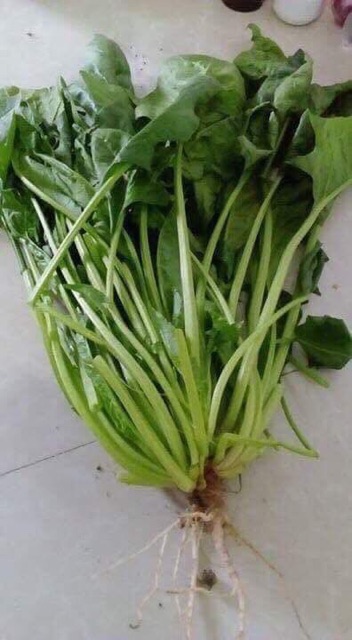 Hạt giống cải bó xôi nếp Pupaya