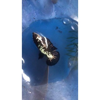 BETTA MÁI SAMURAI