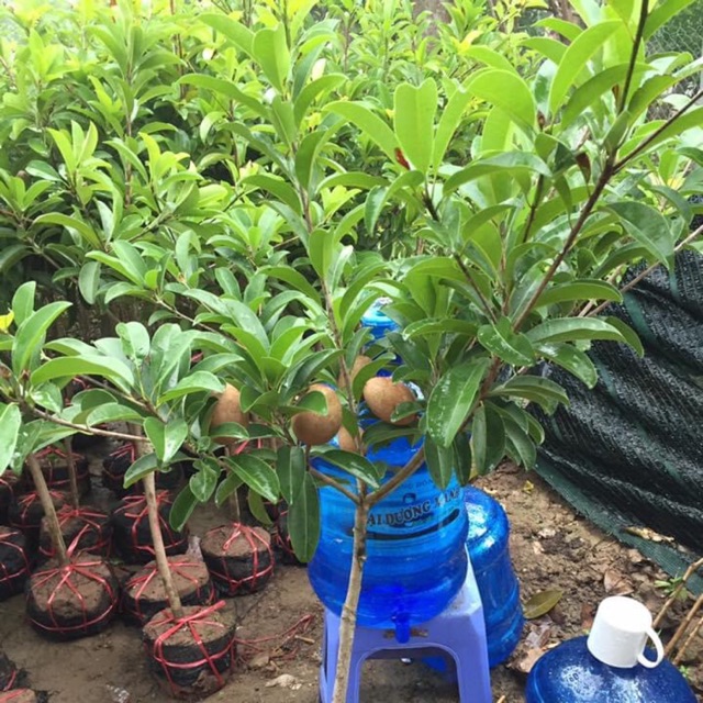 Hồng xiêm xoài cây choai