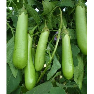 Hạt Giống Cà Xanh Qủa Dài  - Dễ Trồng, Dinh Dưỡng, Năng Suất Cao - MUA 3 TẶNG 1 CÙNG LOẠI