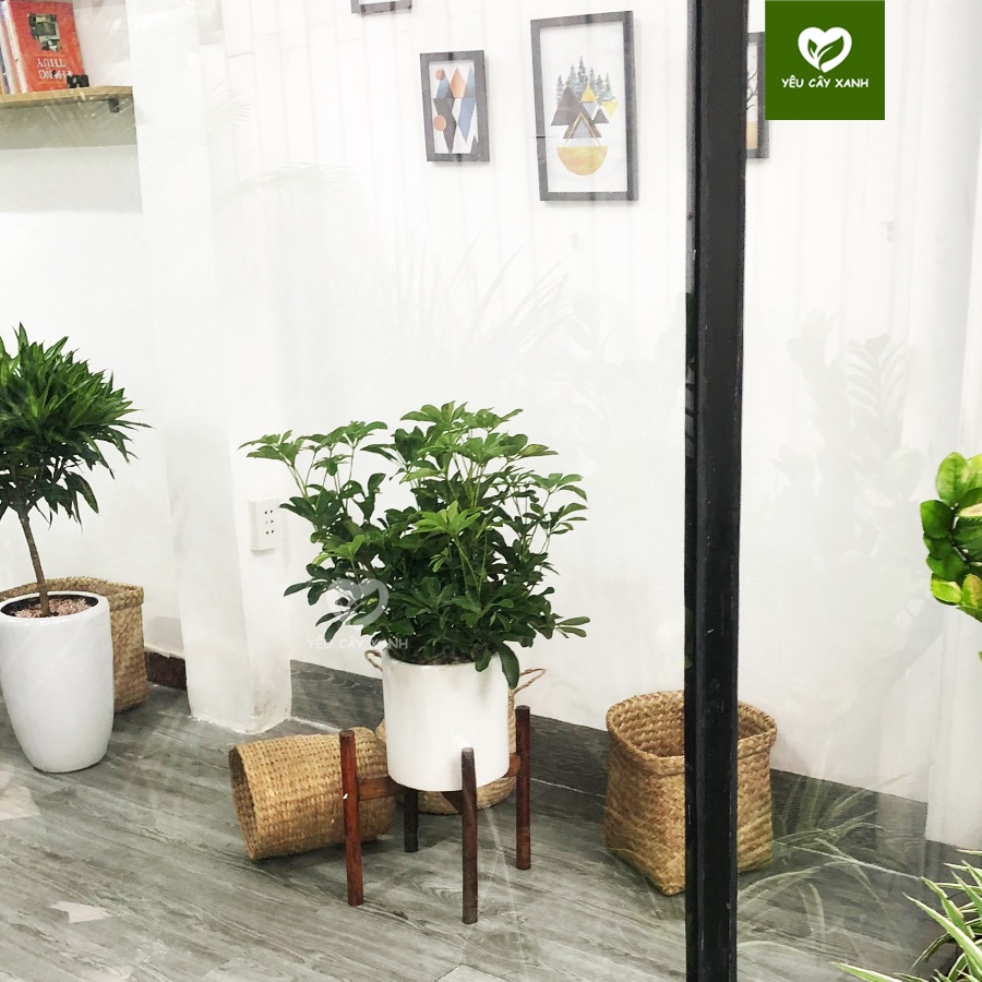Cây Ngũ Gia Bì size nội thất trang trí văn phòng, nhà ở ( cây đuổi muỗi )