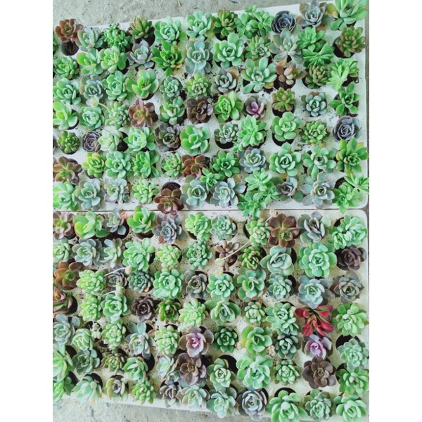 Sen đá vỉ 84 cây