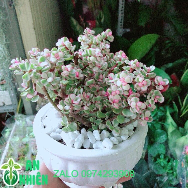 Chậu Cây Cành Vàng Lá Ngọc