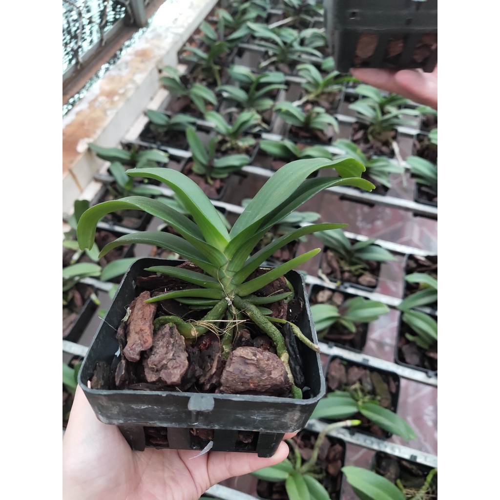 Lan Ngọc Điểm, Nghinh Xuân, Đai Châu Cỡ Trung 4-6 Cặp Lá