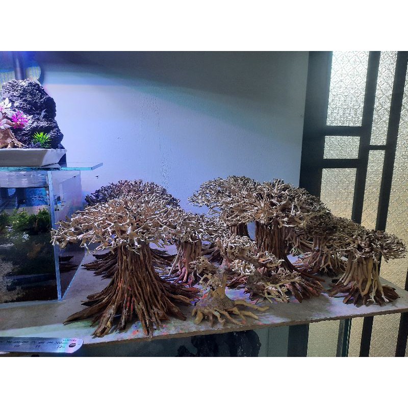 Lũa Cổ Thụ nấm cấy rêu.