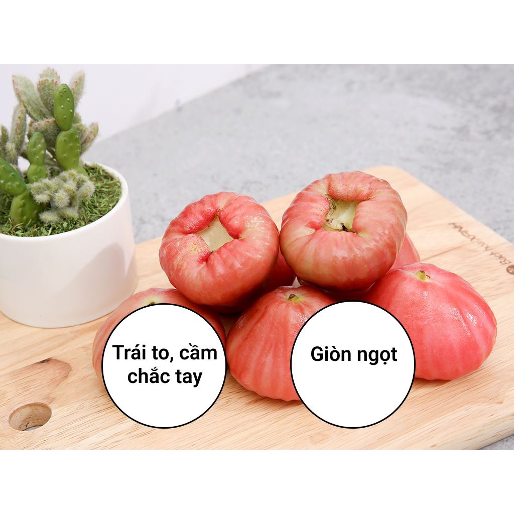 [HCM] 1 Kg Mận Đá đường miền Tây NTFood - Nhất Tín Food