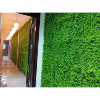 cỏ nhân tạo tai chuột treo tường trang trí tường cỏ