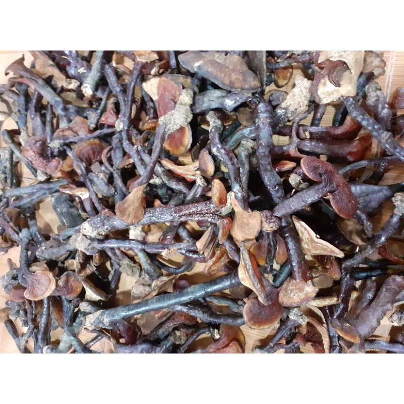 Nấm lim xanh rừng tự nhiên