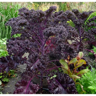 Hạt Giống Cải Xoăn Kale Tím Scarlet F1 1gram/gói trồng quanh năm thu hoạch liên tục 6 tháng